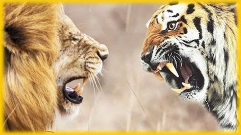 Tigers-Lions